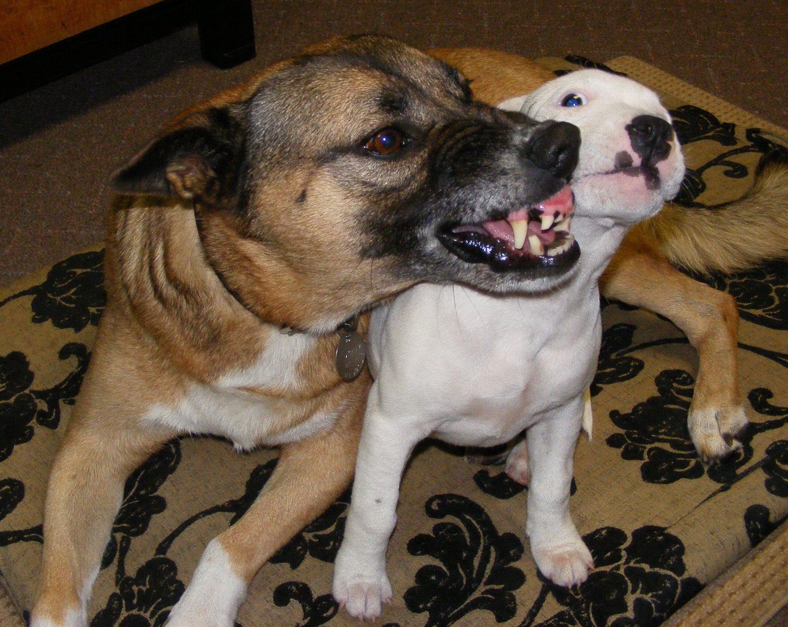 Growling: Not Always Aggression (image credits: wikimedia)