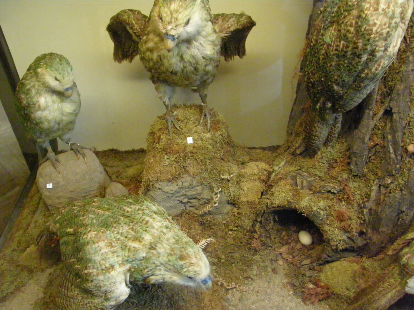 Mating Rituals: A Song in the Night (image credits: wikimedia)