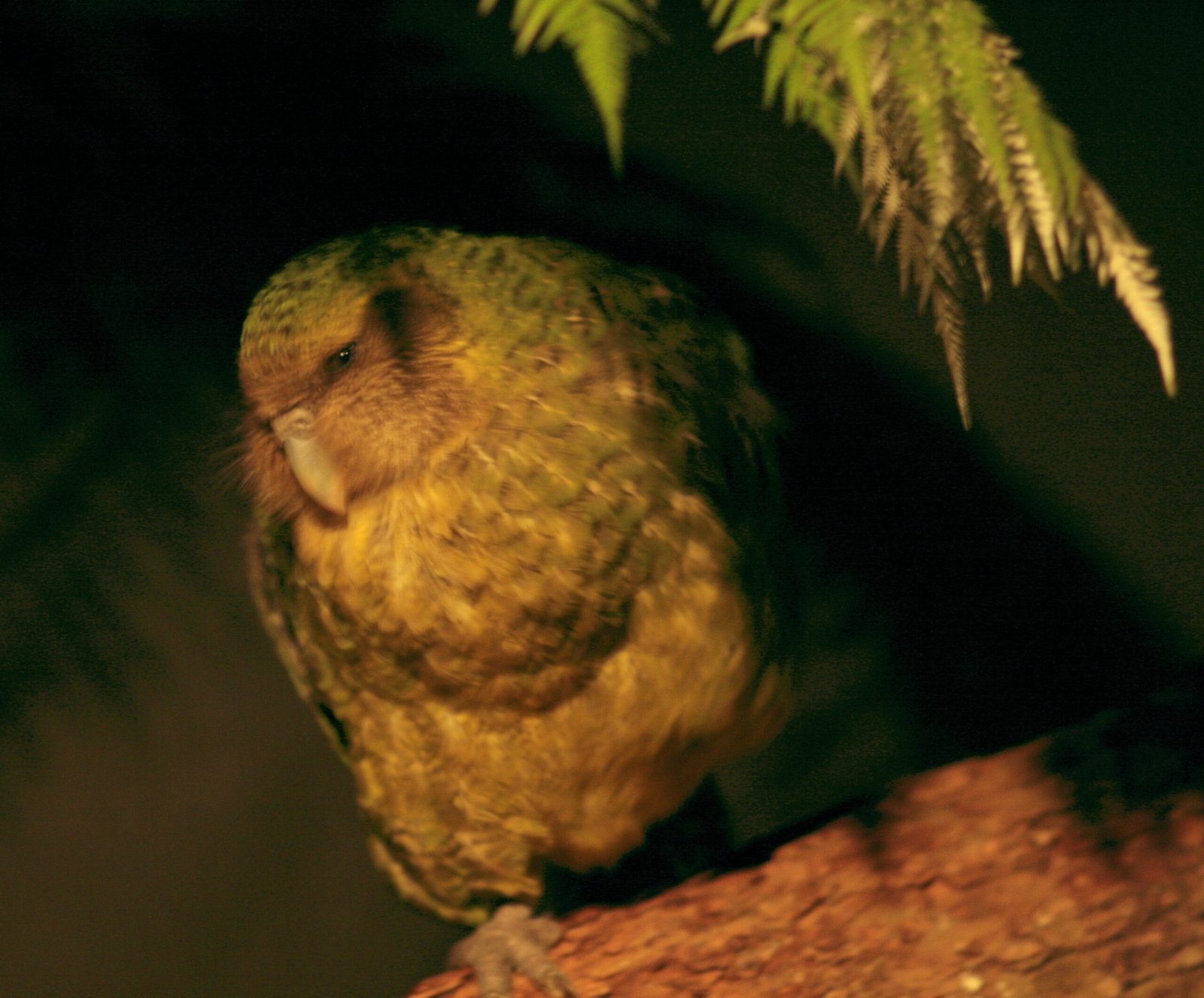 Sirocco: The Parrot That Became a Star (image credits: wikimedia)