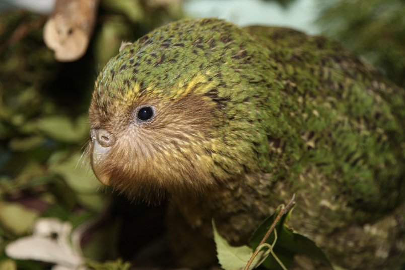 The Challenges of Kakapo Conservation (image credits: wikimedia)