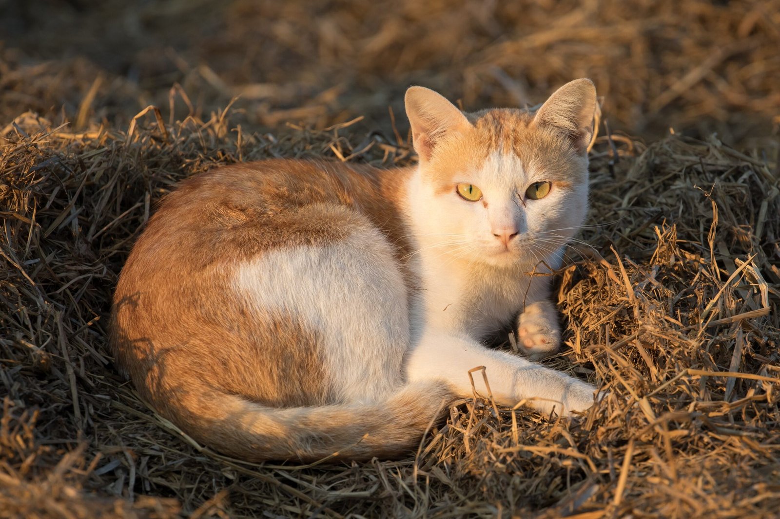 Predators: A Deadly Invasion (image credits: wikimedia)