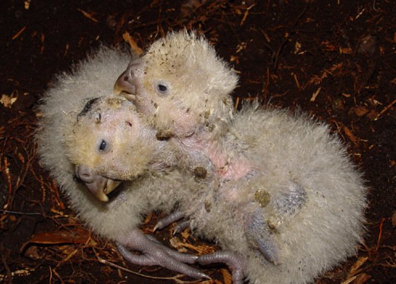 Hand-Rearing: Giving Chicks a Fighting Chance (image credits: wikimedia)