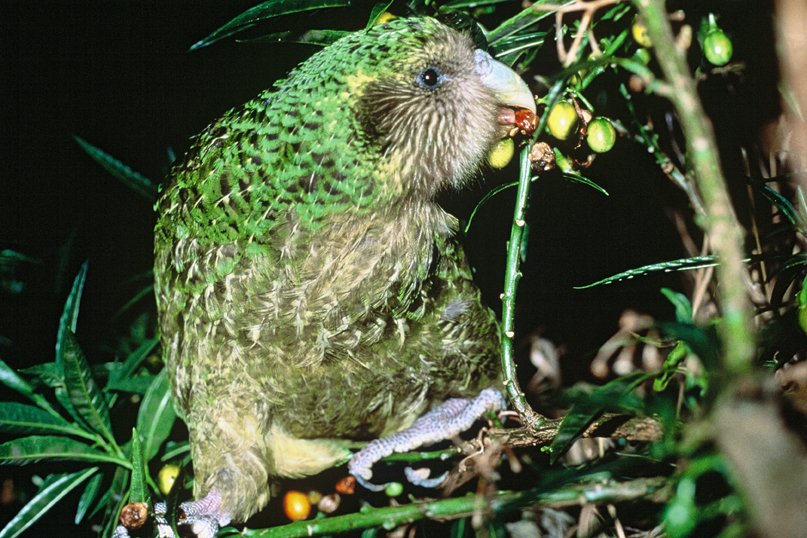 Kakapo Diet: Gourmets of the Forest (image credits: wikimedia)