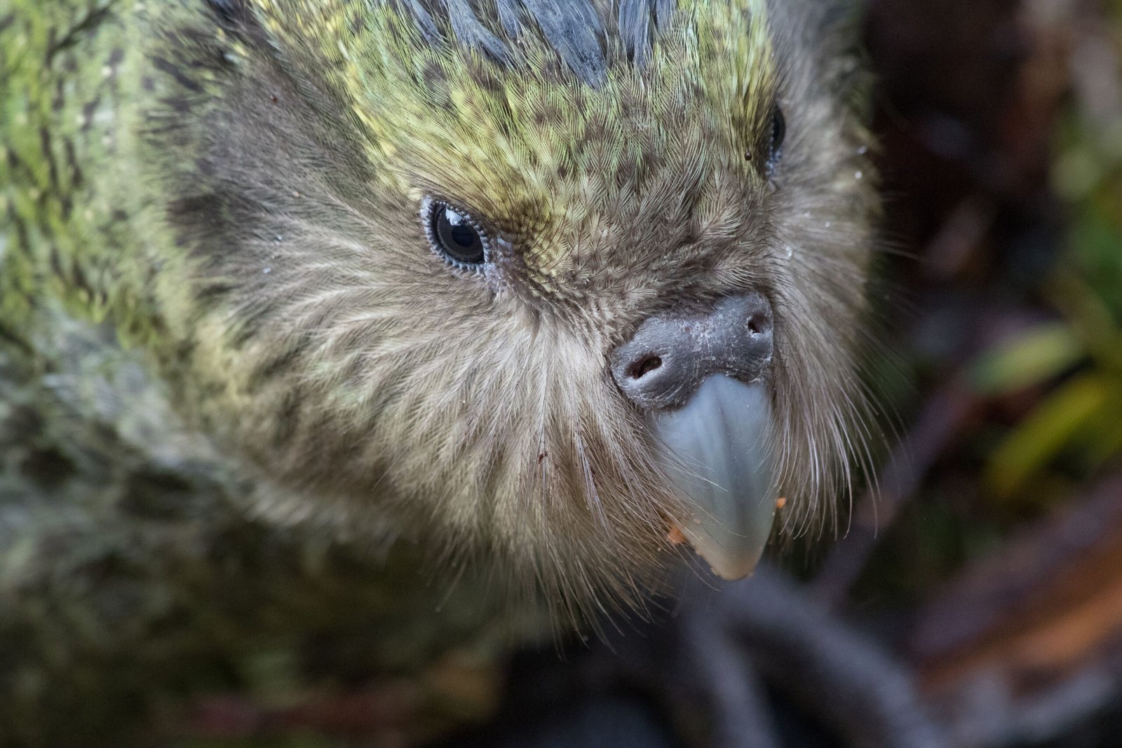 Famous Kakapo Personalities (image credits: wikimedia)