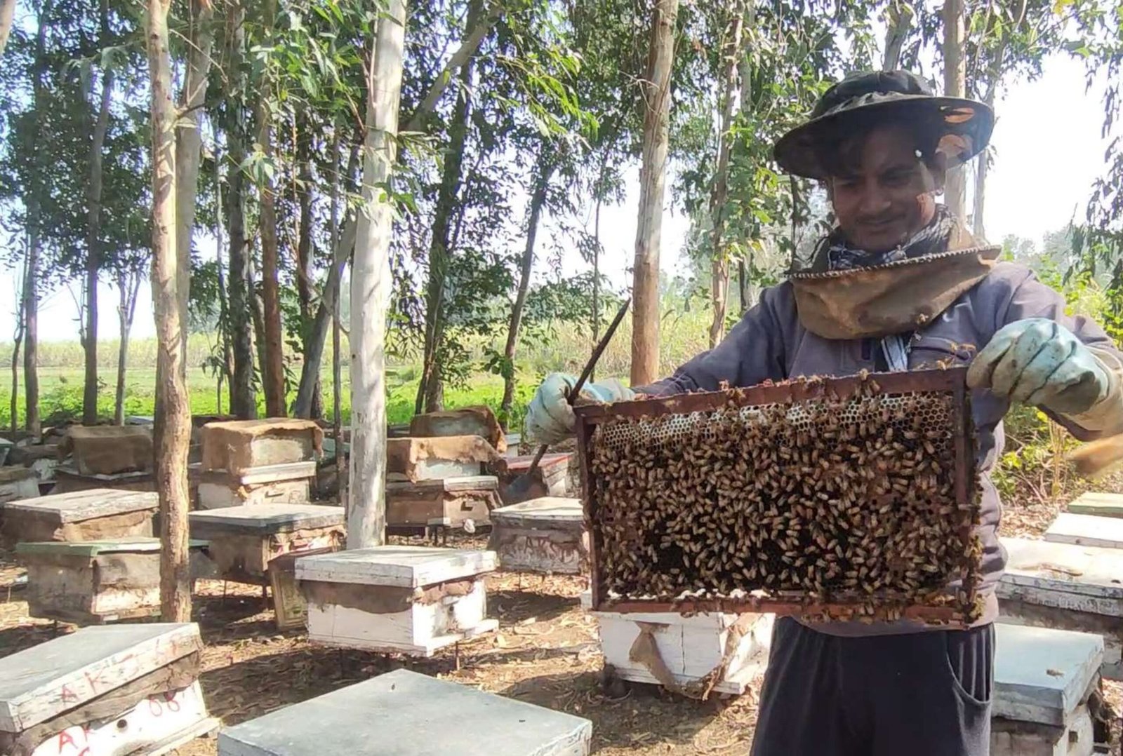 The Birth of World Bee Day (image credits: wikimedia)