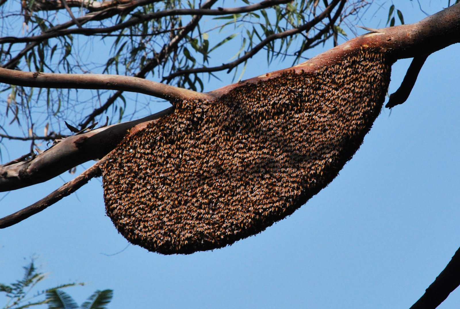 The Superorganism: Hive as One Mind (image credits: wikimedia)