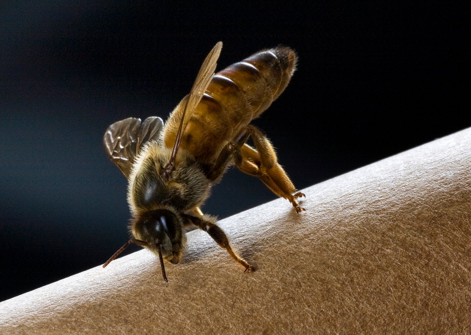 The Queen Bee: Monarch or Servant? (image credits: wikimedia)