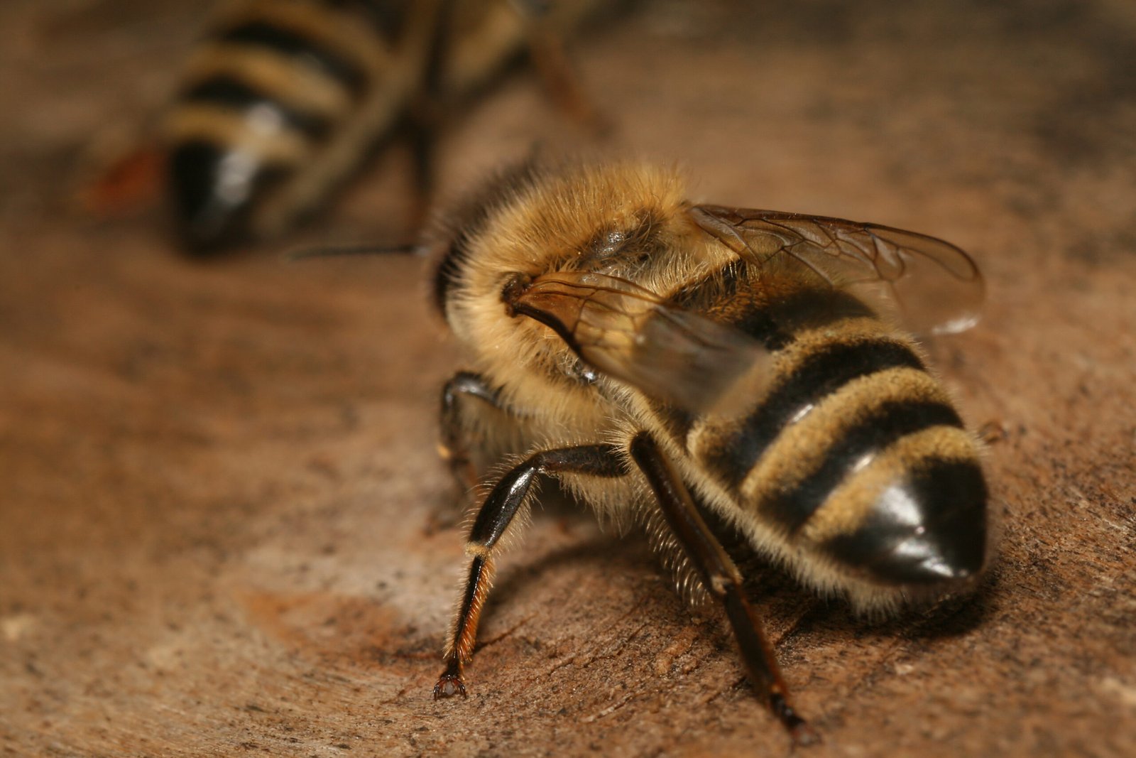 Worker Bees: Nature’s Tireless Laborers (image credits: wikimedia)