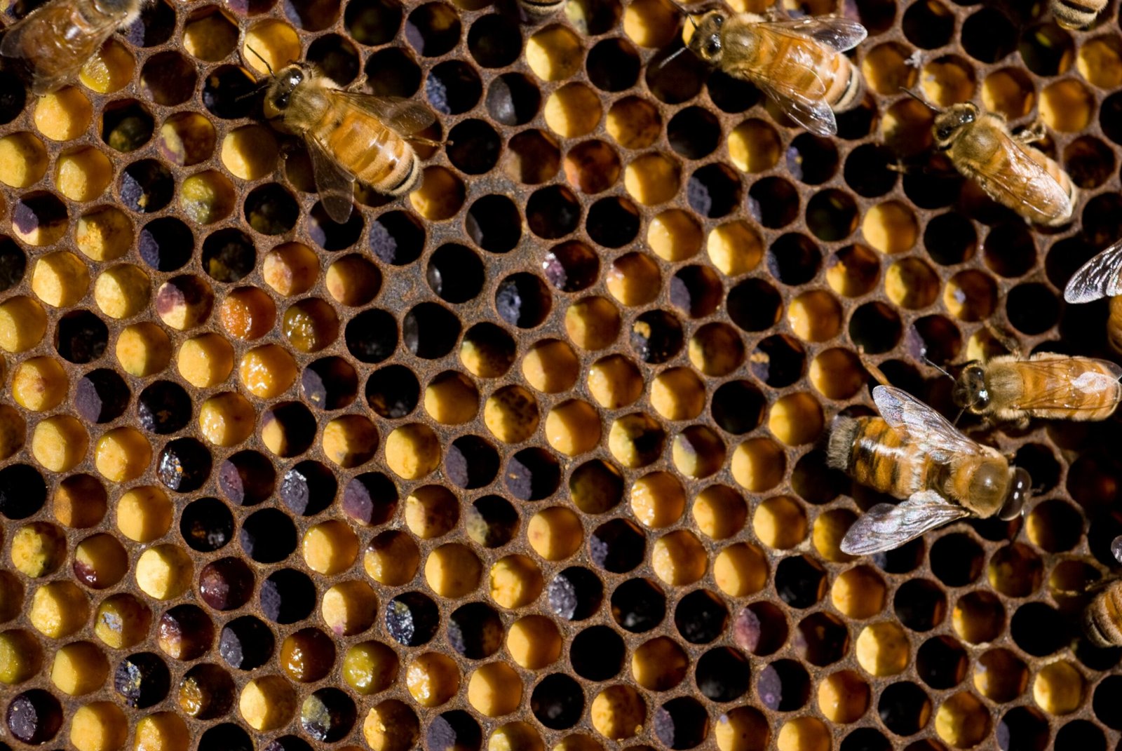 Pollen and Nectar: The Hive’s Lifeblood (image credits: wikimedia)
