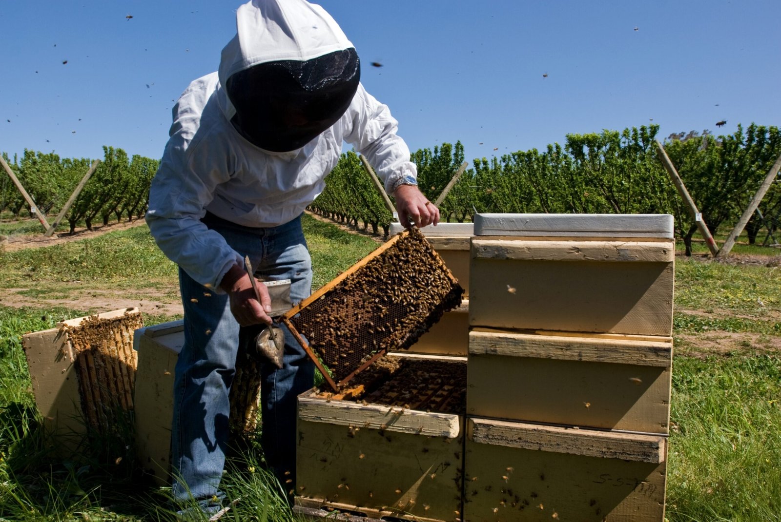 Threats to the Hive: Modern Dangers (image credits: wikimedia)