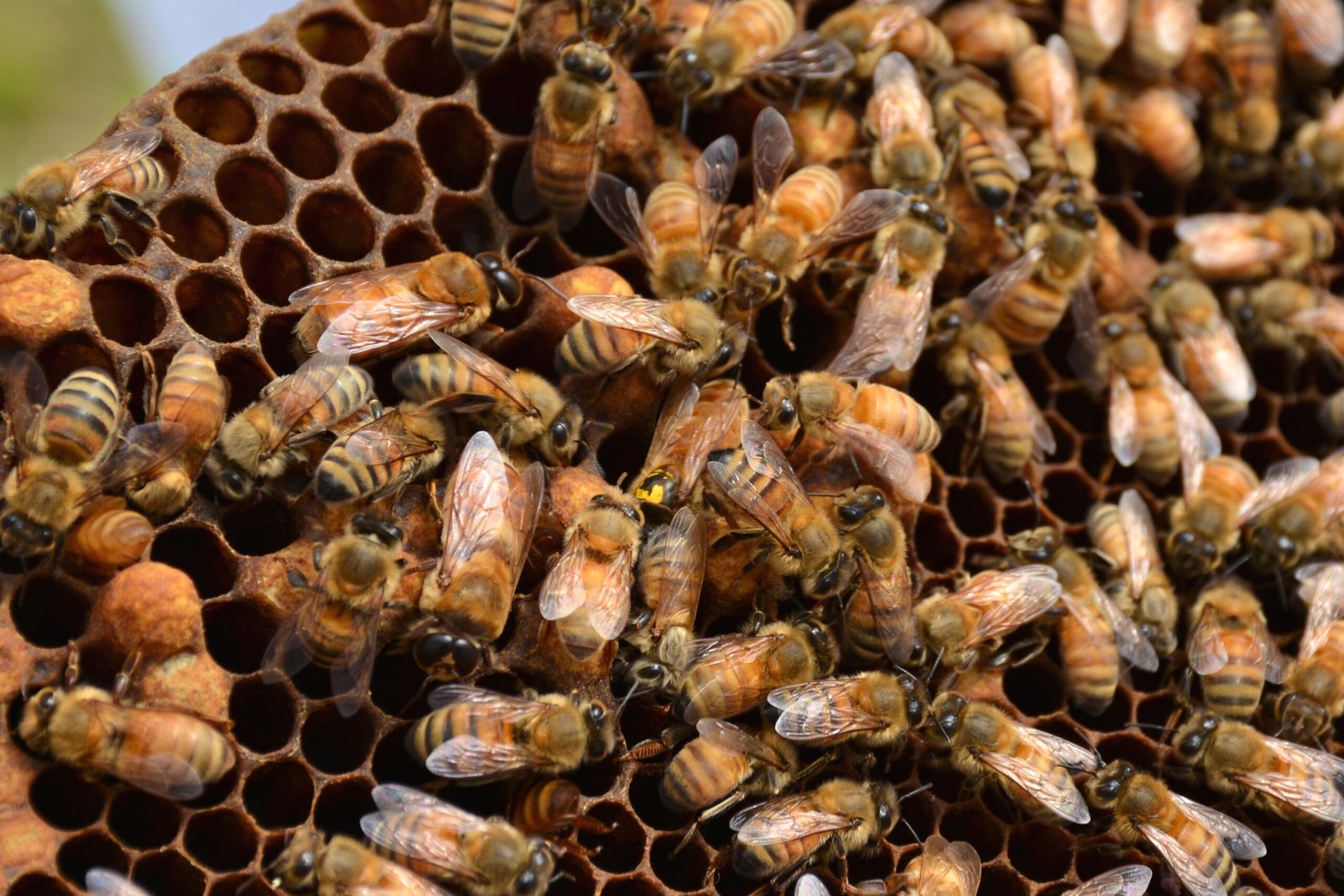 Colony Collapse Disorder: A Silent Crisis (image credits: wikimedia)