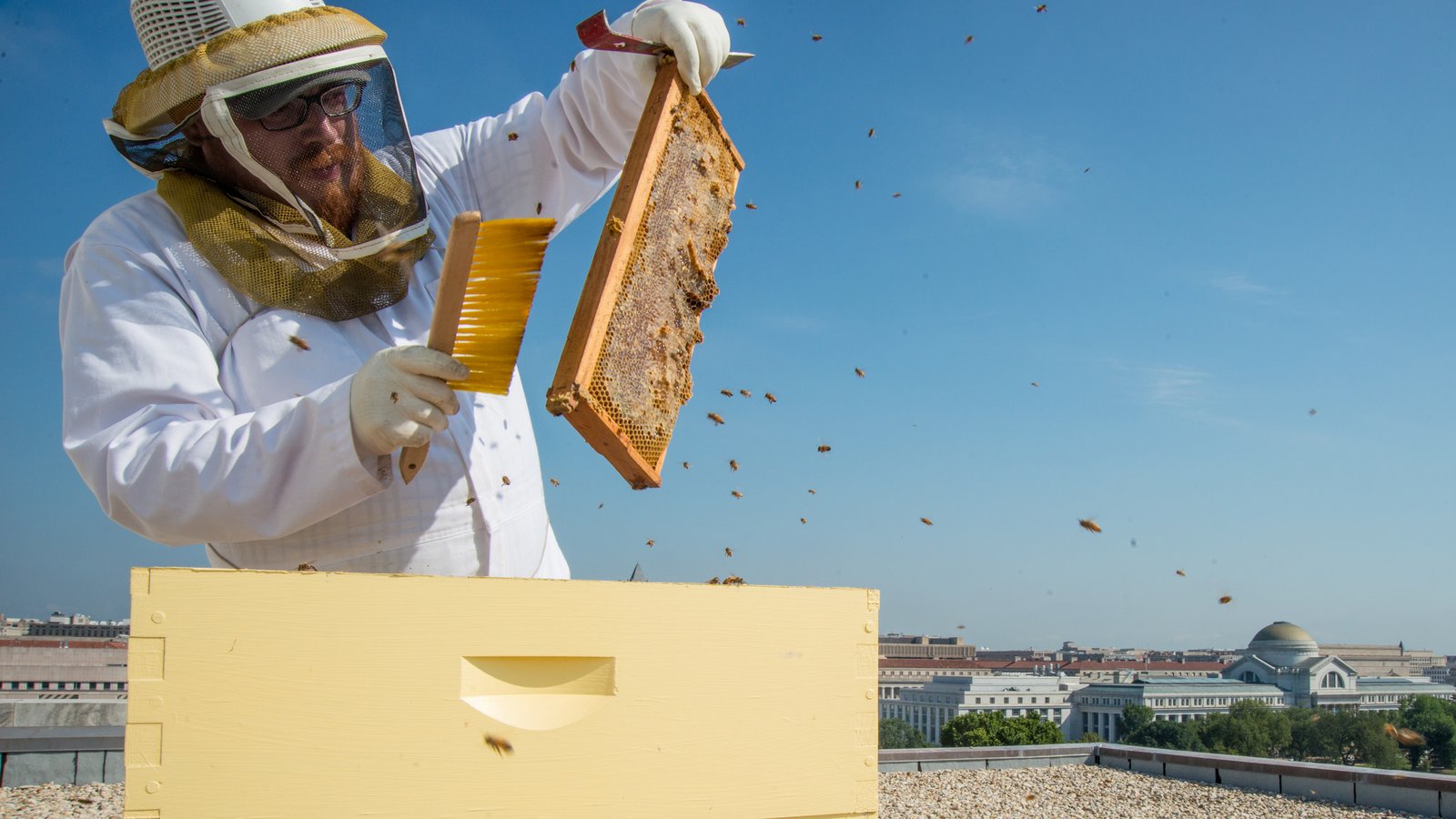 Urban Beekeeping: Hives in the City (image credits: wikimedia)