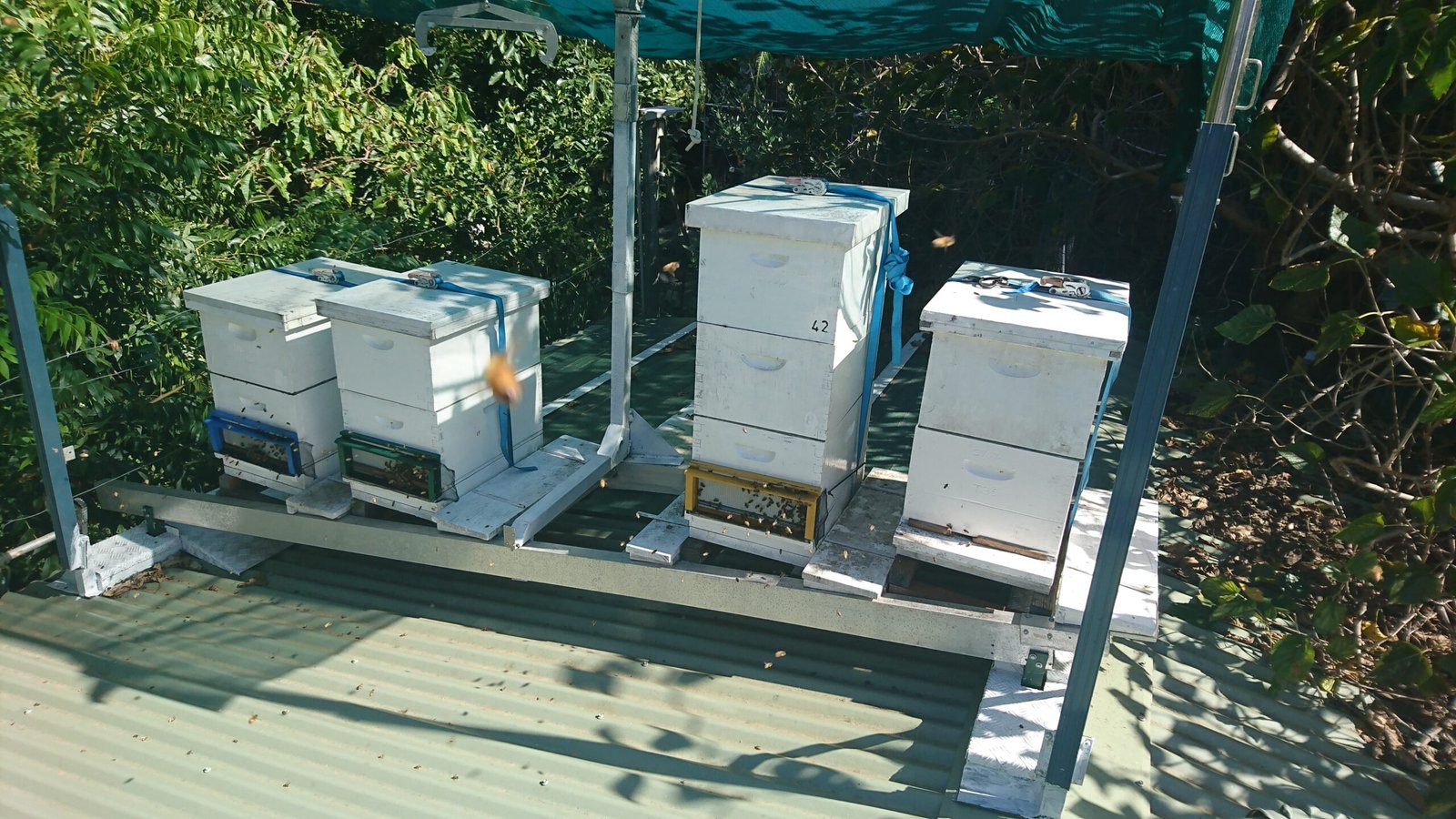 Urban Pollinators: Life in the City (image credits: wikimedia)