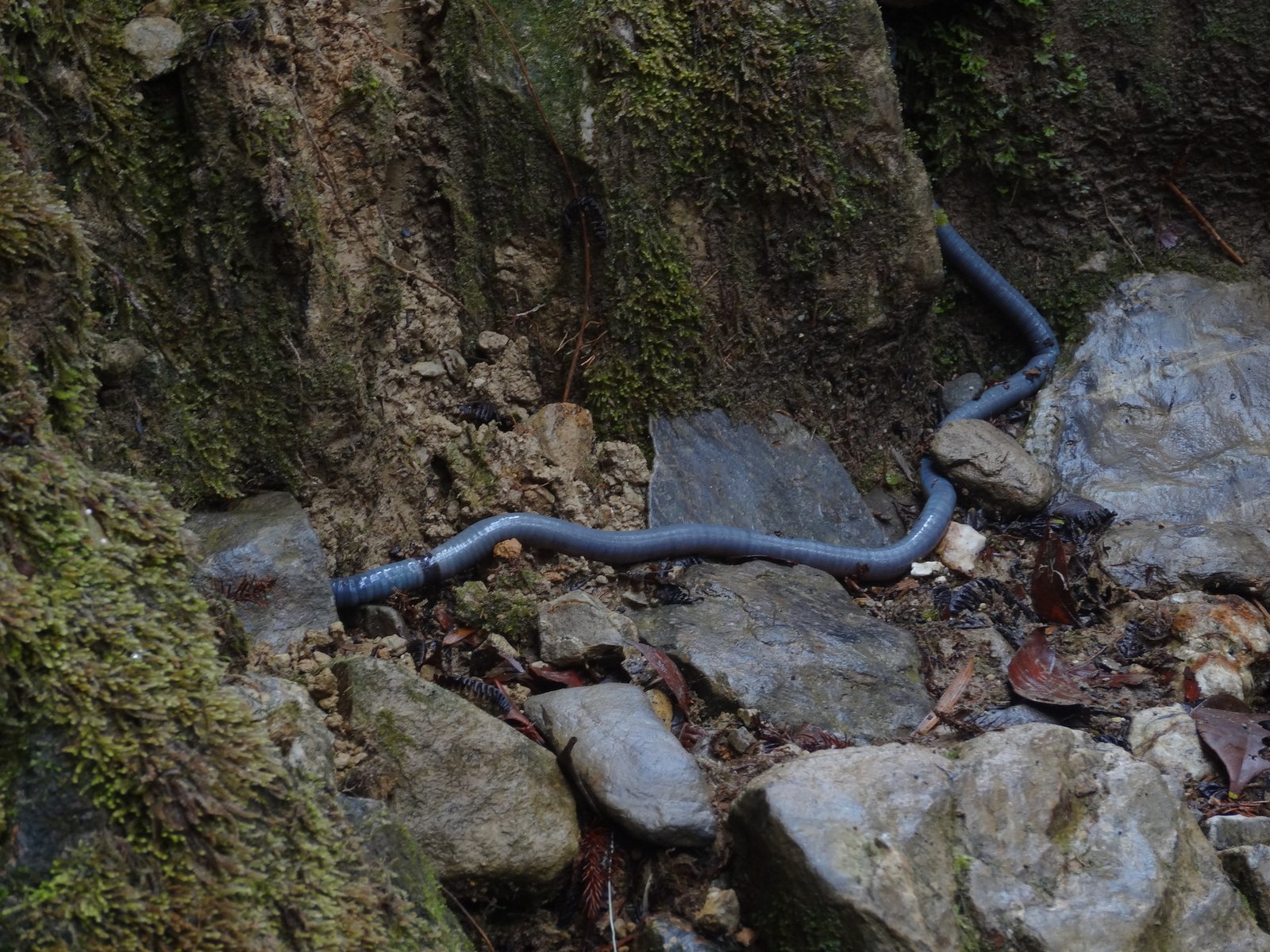 The Giants Beneath Our Feet (image credits: wikimedia)