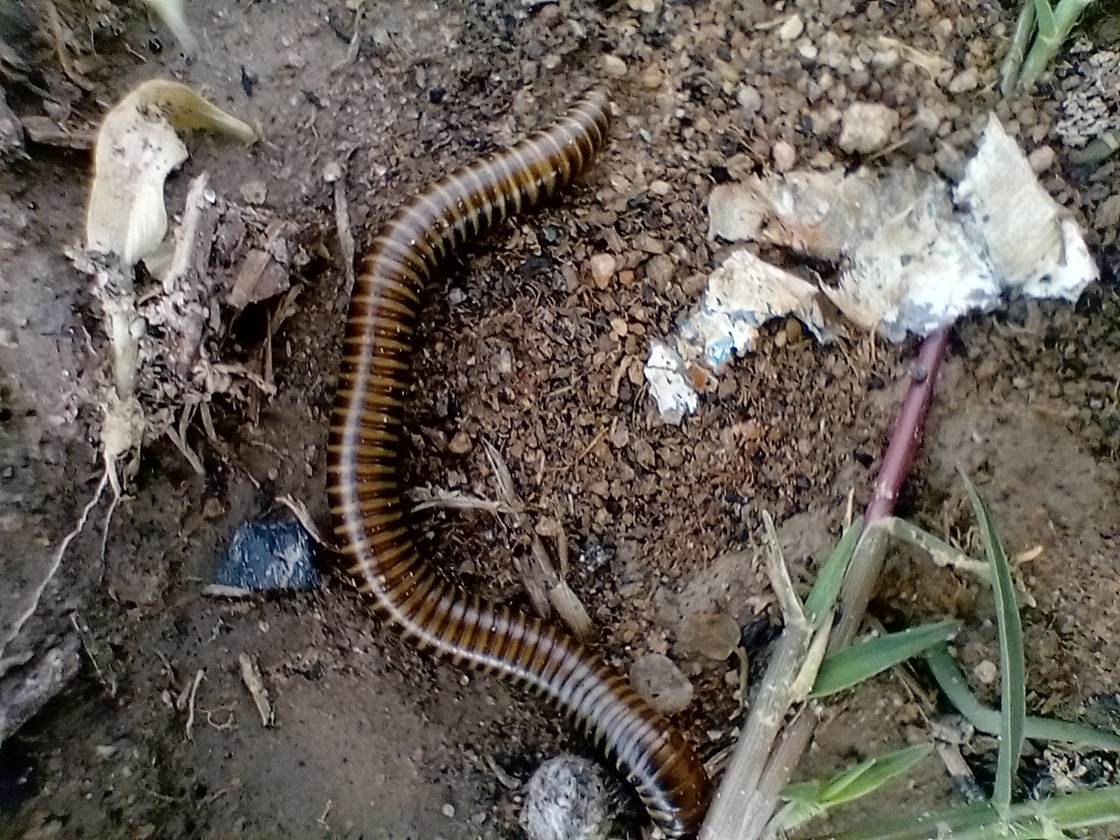 Threats to Their Survival (image credits: wikimedia)