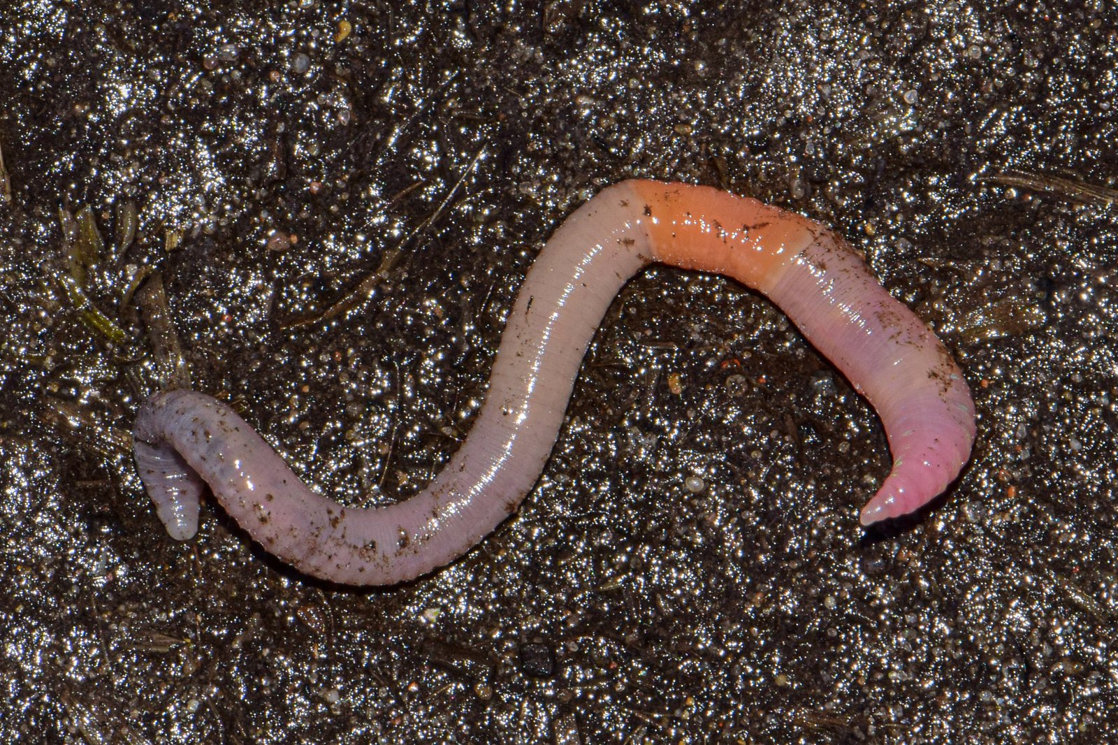 Earthworms as Ecosystem Engineers (image credits: wikimedia)