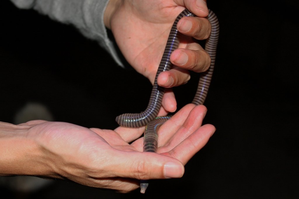 Fascination for Scientists and Kids Alike (image credits: wikimedia)