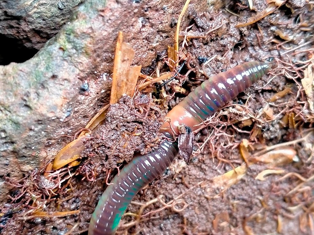 Myths and Misunderstandings (image credits: wikimedia)