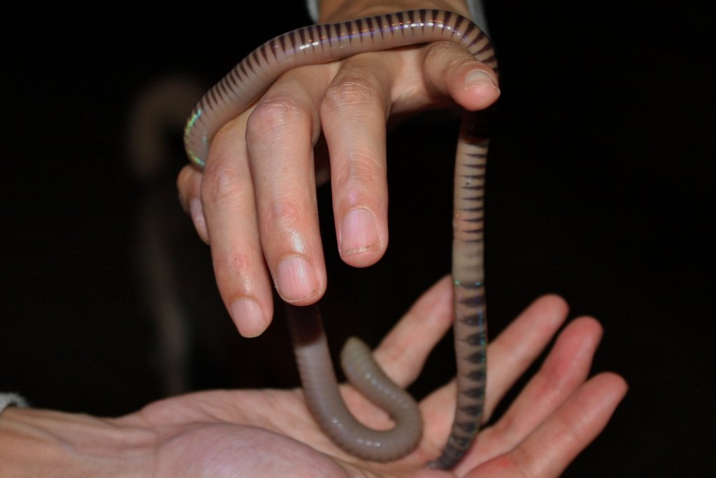 Famous Sightings (image credits: wikimedia)