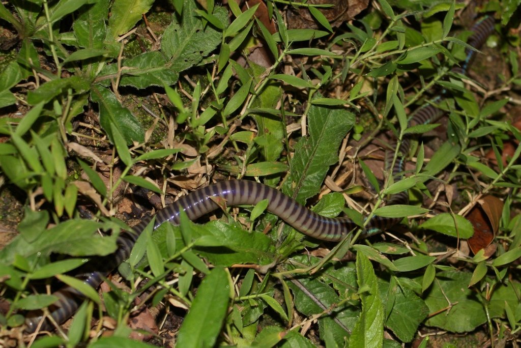 How You Can Help (image credits: wikimedia)