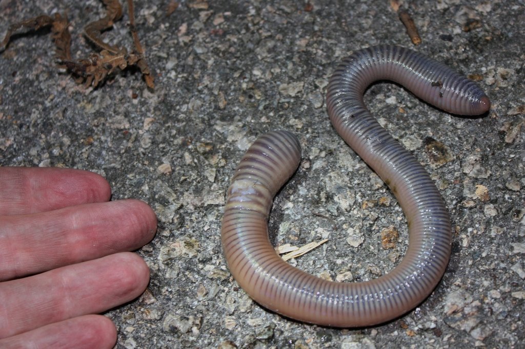 A Living Wonder in the Land of the Long White Cloud