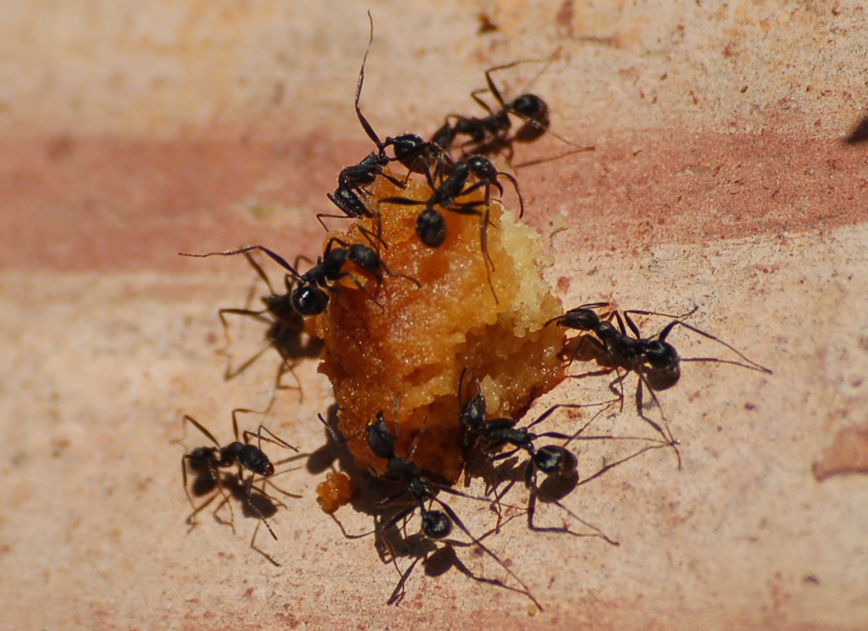 Teamwork Makes the Dream Work (image credits: wikimedia)