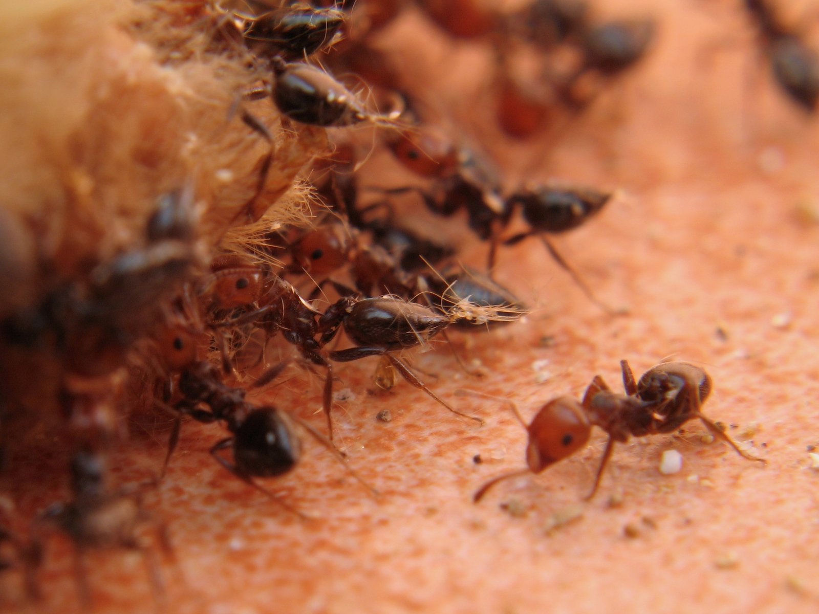 Ants and Waste Management (image credits: wikimedia)