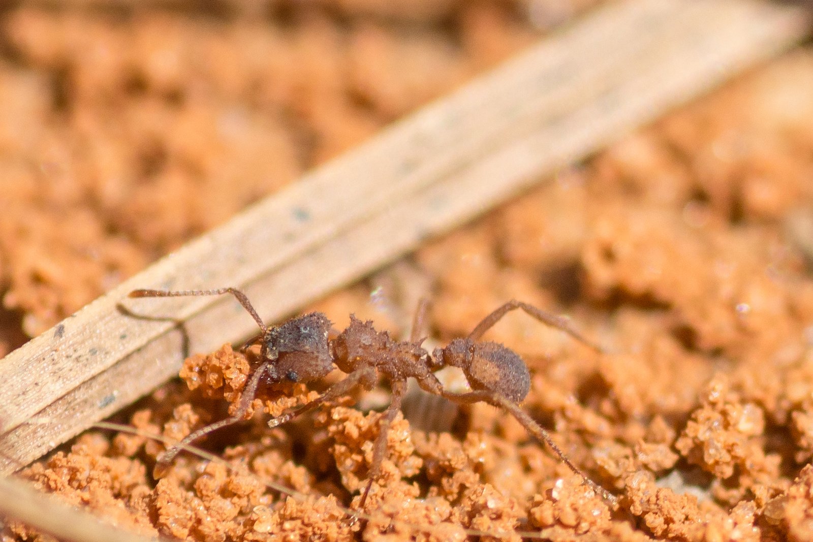 Ant Farming: Fungus and Aphid Herding (image credits: wikimedia)