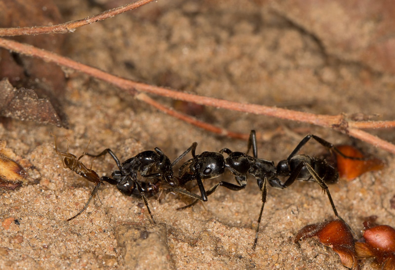 Learning from Experience: Ants Remember and Adapt (image credits: wikimedia)