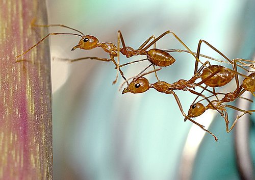Ants and the Human Connection (image credits: wikimedia)