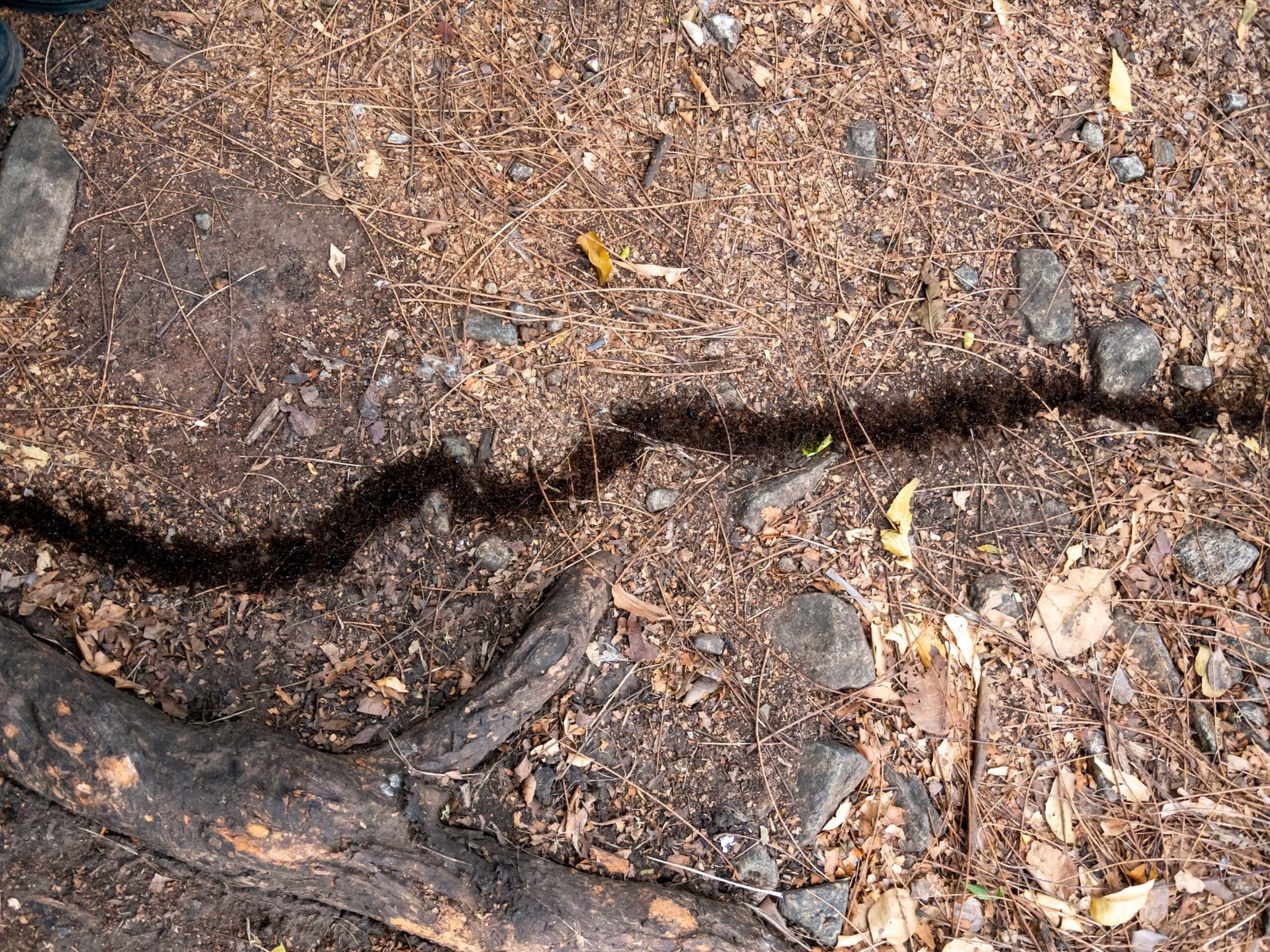 Why Ants Deserve Our Respect (image credits: wikimedia)