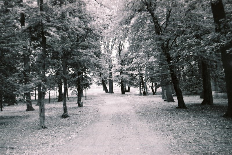 A Hidden World in Poland’s Ancient Forests (image credits: wikimedia)