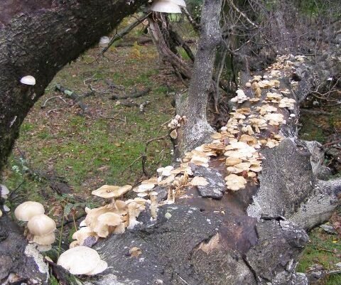 Why Do Trees Fall Victim?