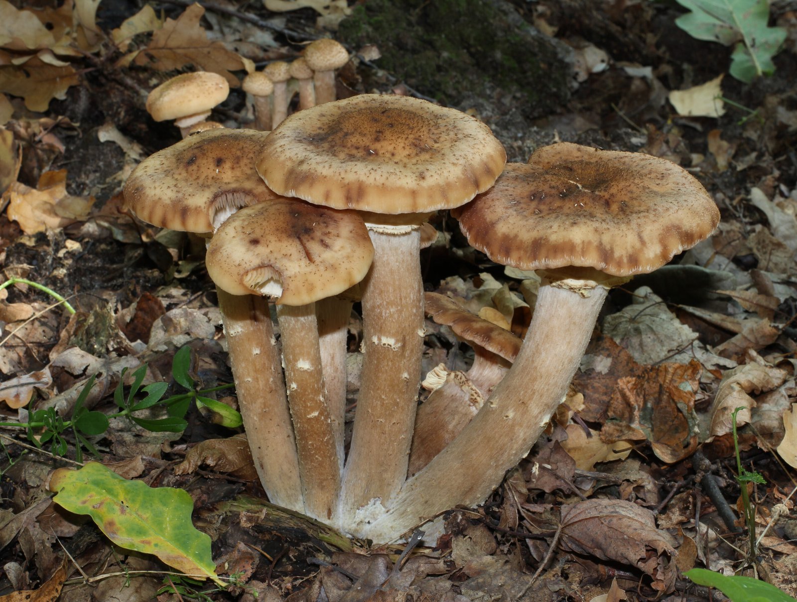 The Ancient History of Armillaria (image credits: wikimedia)