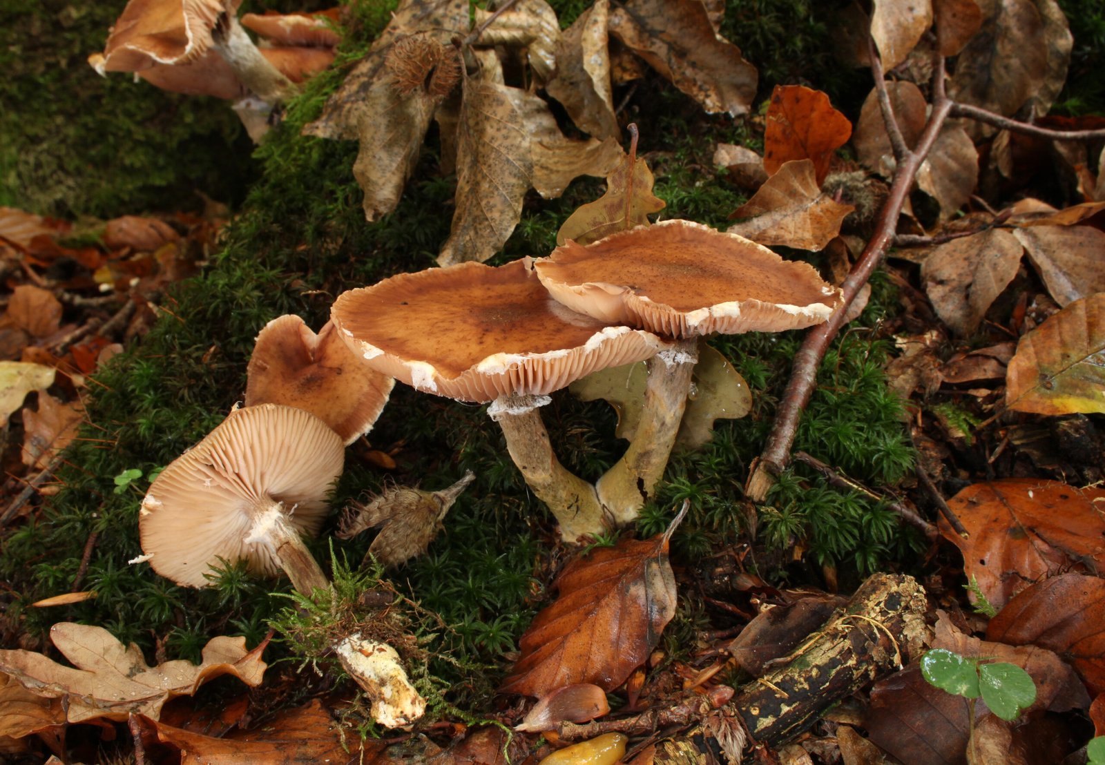 Seasonal Spectacle: When Mushrooms Take the Stage (image credits: wikimedia)