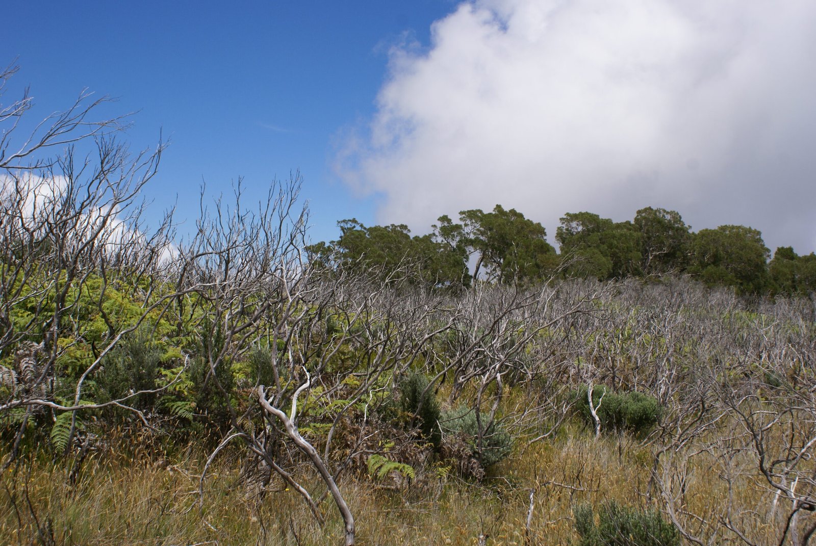 Ecological Impact: Forest Regeneration and Change (image credits: wikimedia)