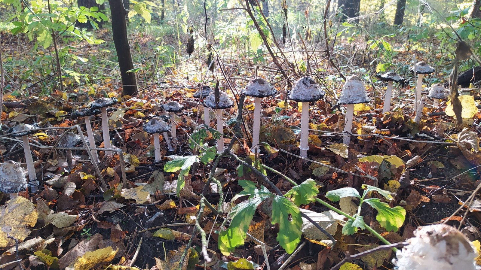 Fungi in Folklore and Culture (image credits: wikimedia)