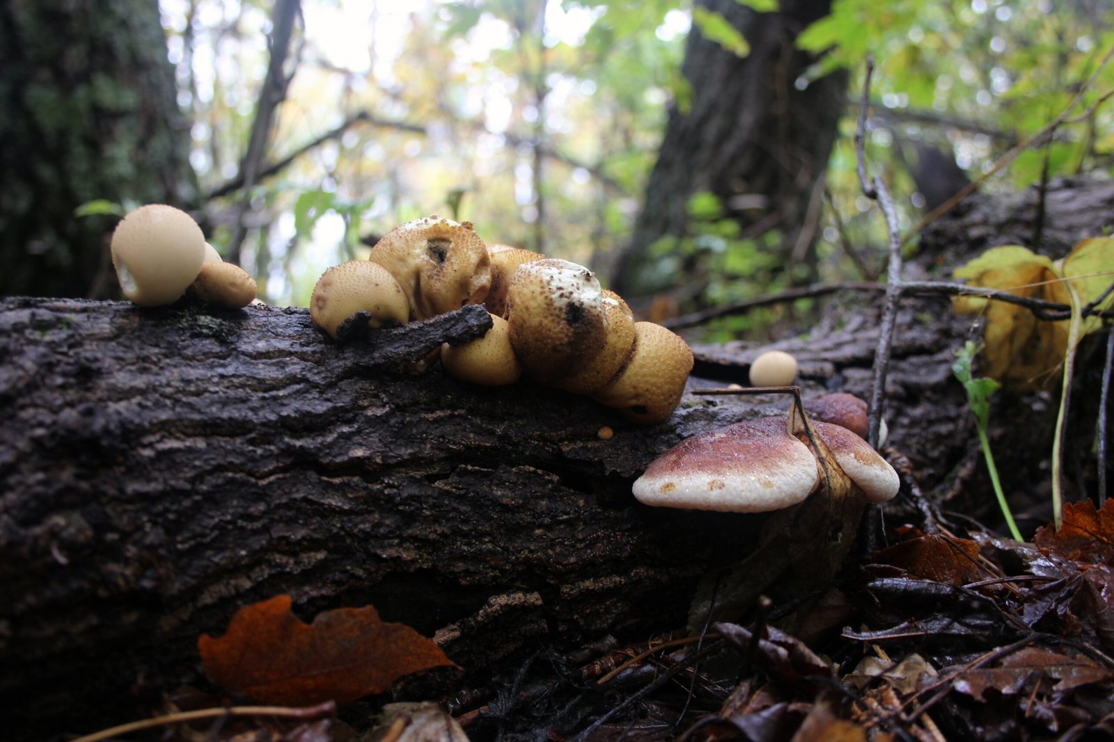 Wildlife and the Fungal Feast (image credits: wikimedia)