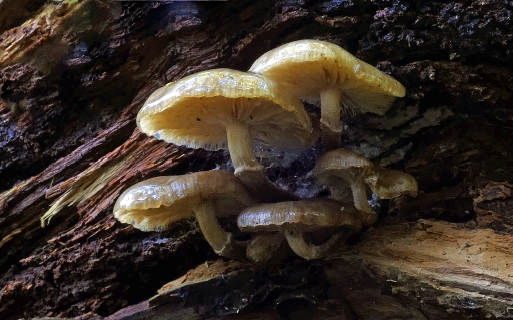 Citizen Science: Join the Fungal Hunt (image credits: rawpixel)