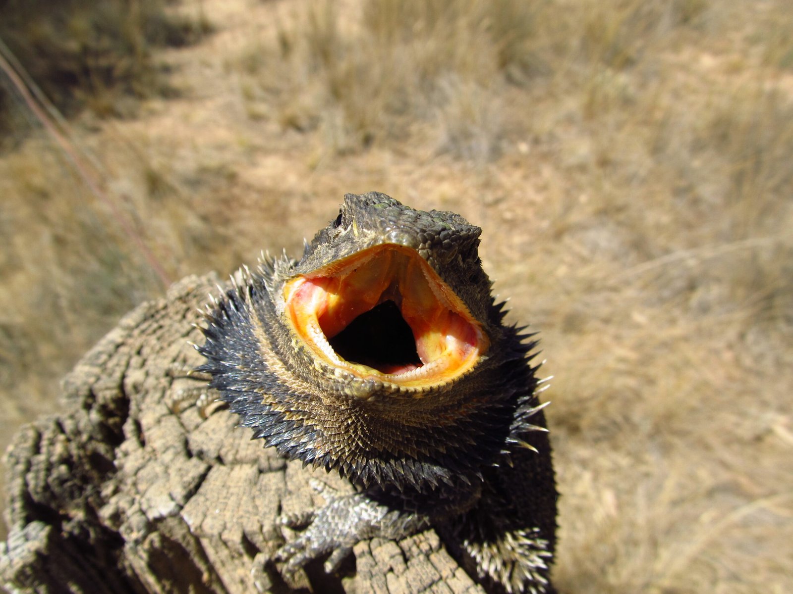 The Rhythm of the Sun: Why Bearded Dragons Love Routine (image credits: wikimedia)