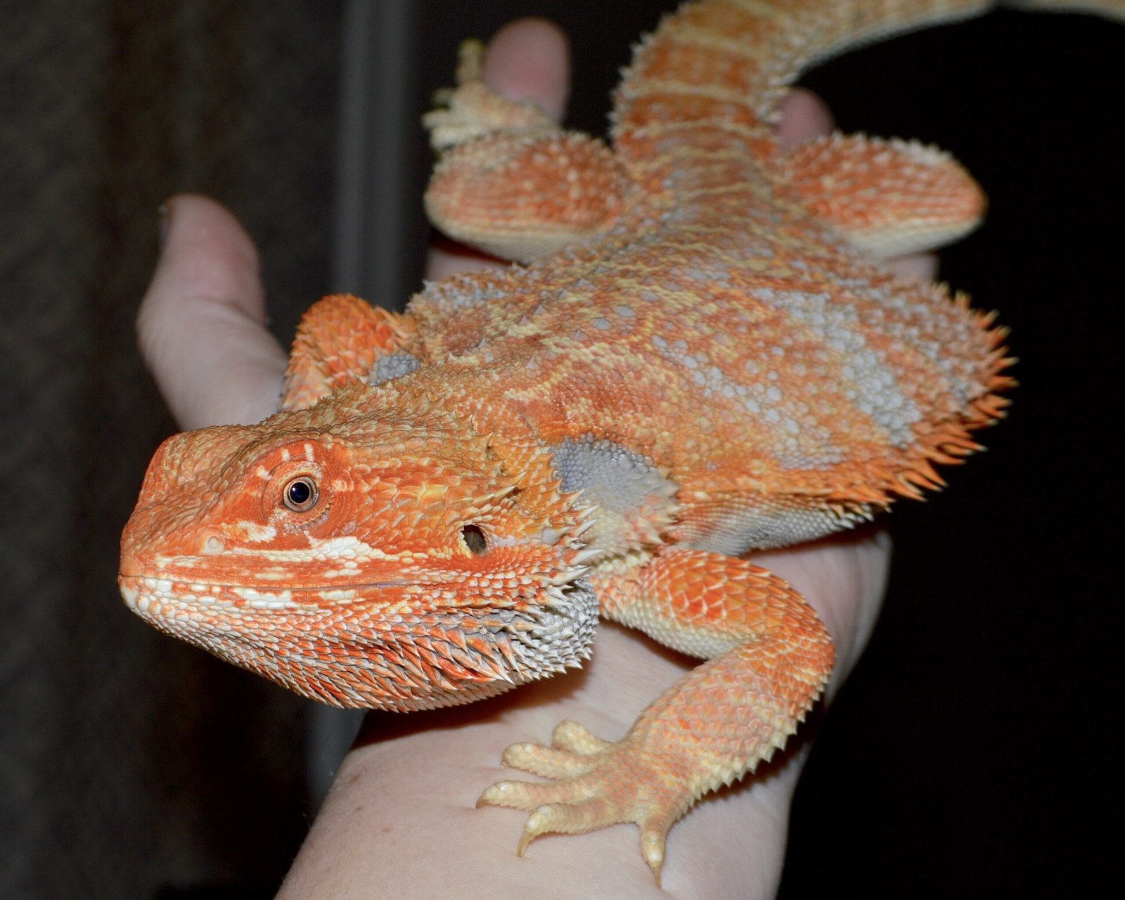 Color Changes: Mood Rings on Scales (image credits: wikimedia)