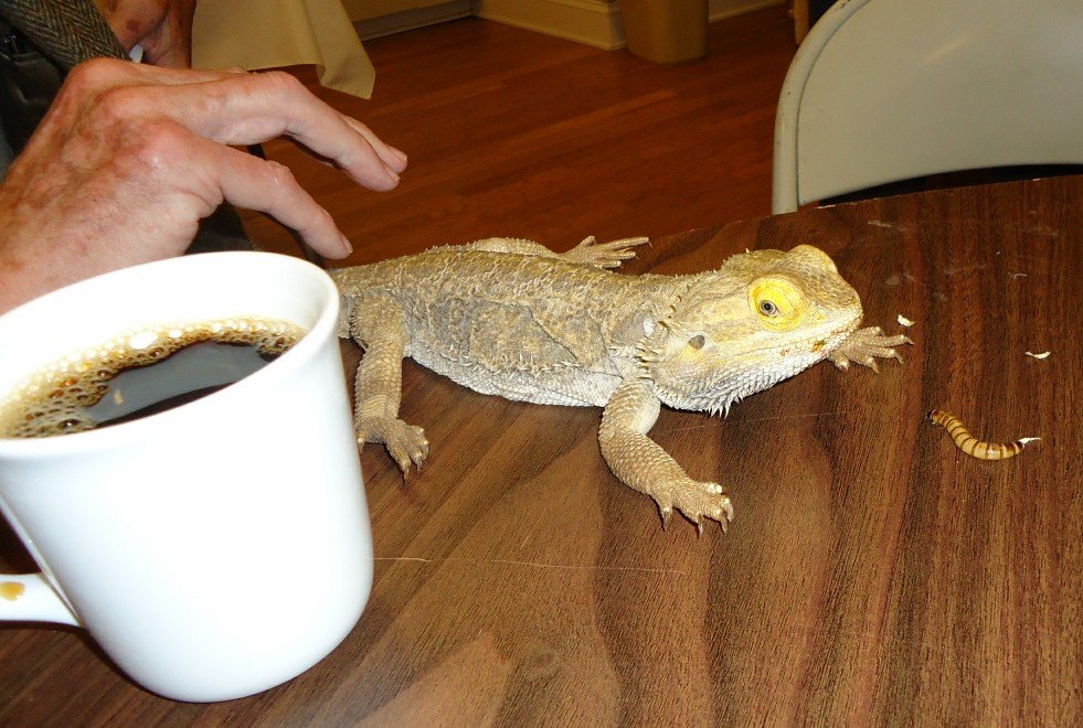 Bonding Moments: Recognizing Their Humans (image credits: wikimedia)