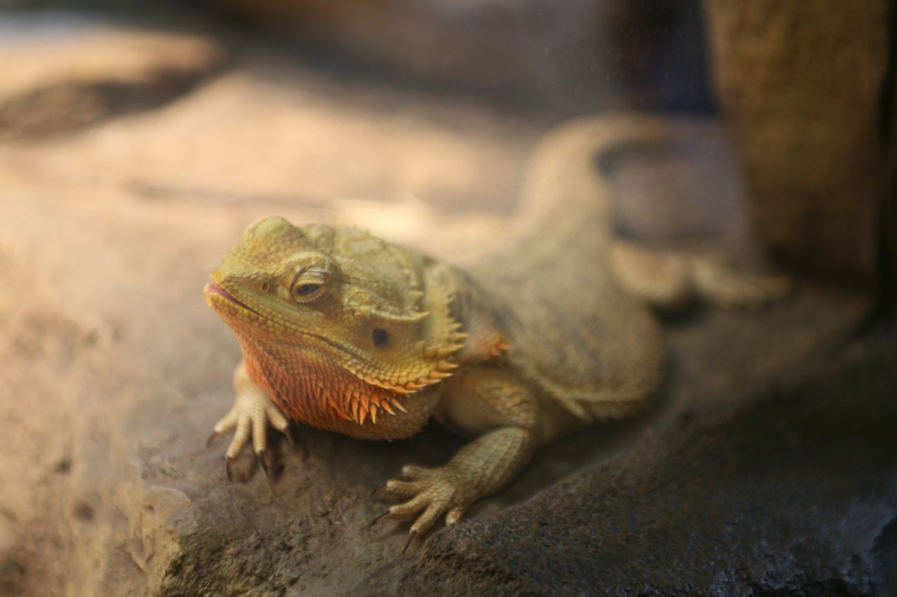 Shedding Cycles: The Itchy Routine (image credits: wikimedia)