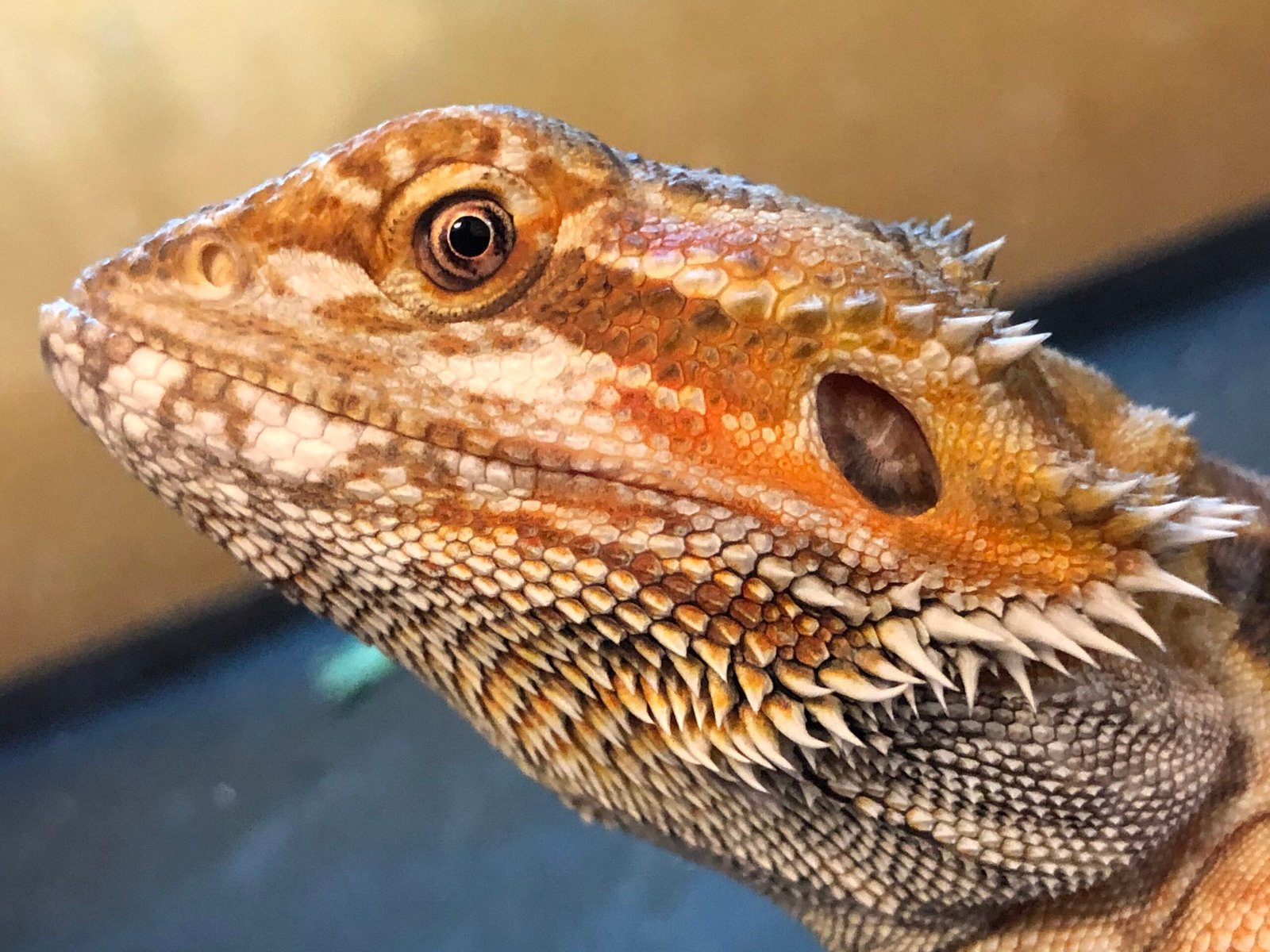 Individuality in Scales: Every Dragon Is Different (image credits: wikimedia)