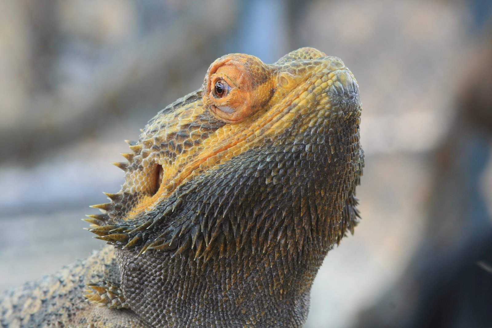 What Bearded Dragons Teach Us About Routine (and Ourselves) (image credits: wikimedia)