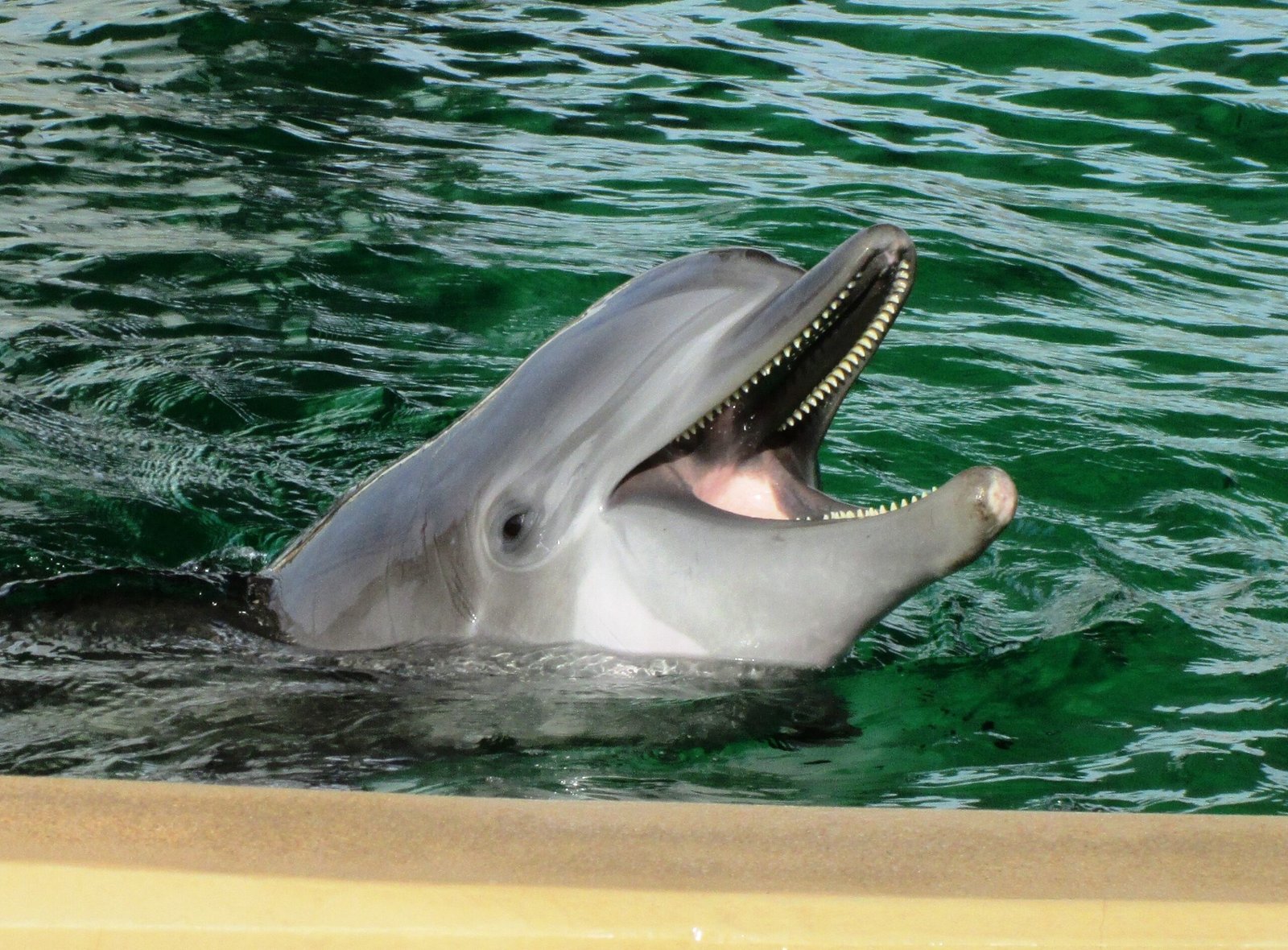 Mother-Calf Bonds: The First Social Connection (image credits: wikimedia)