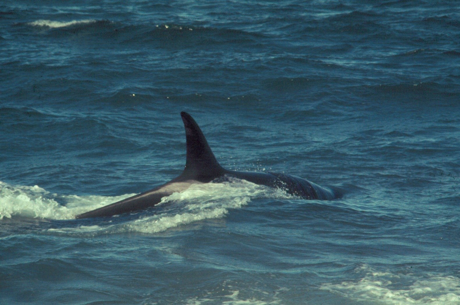 Teamwork in the Hunt (image credits: wikimedia)