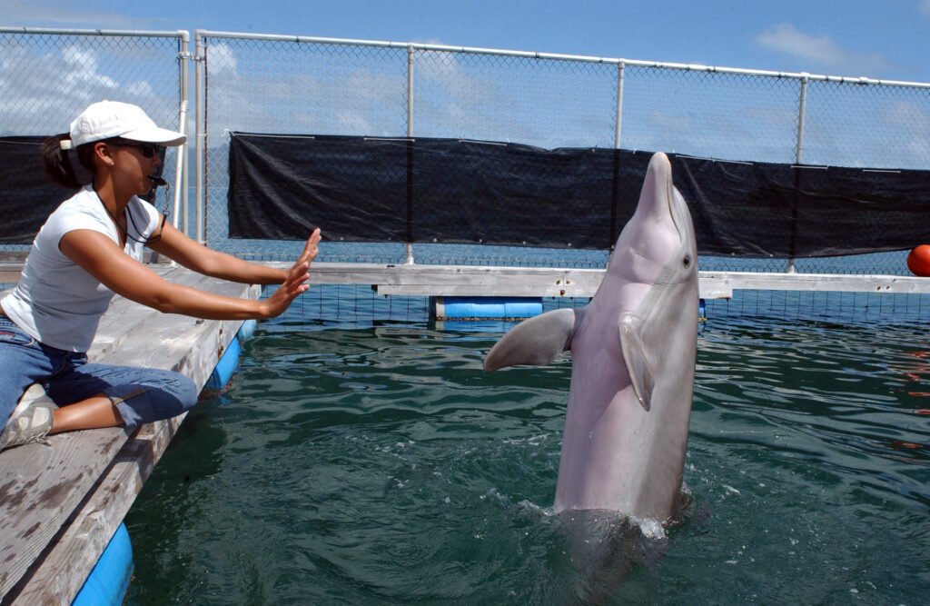Female Networks: The Matriarchs of the Sea