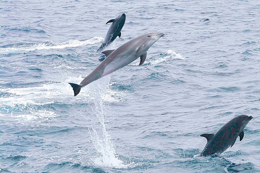 Strangers and Outsiders: Dolphin Diplomacy