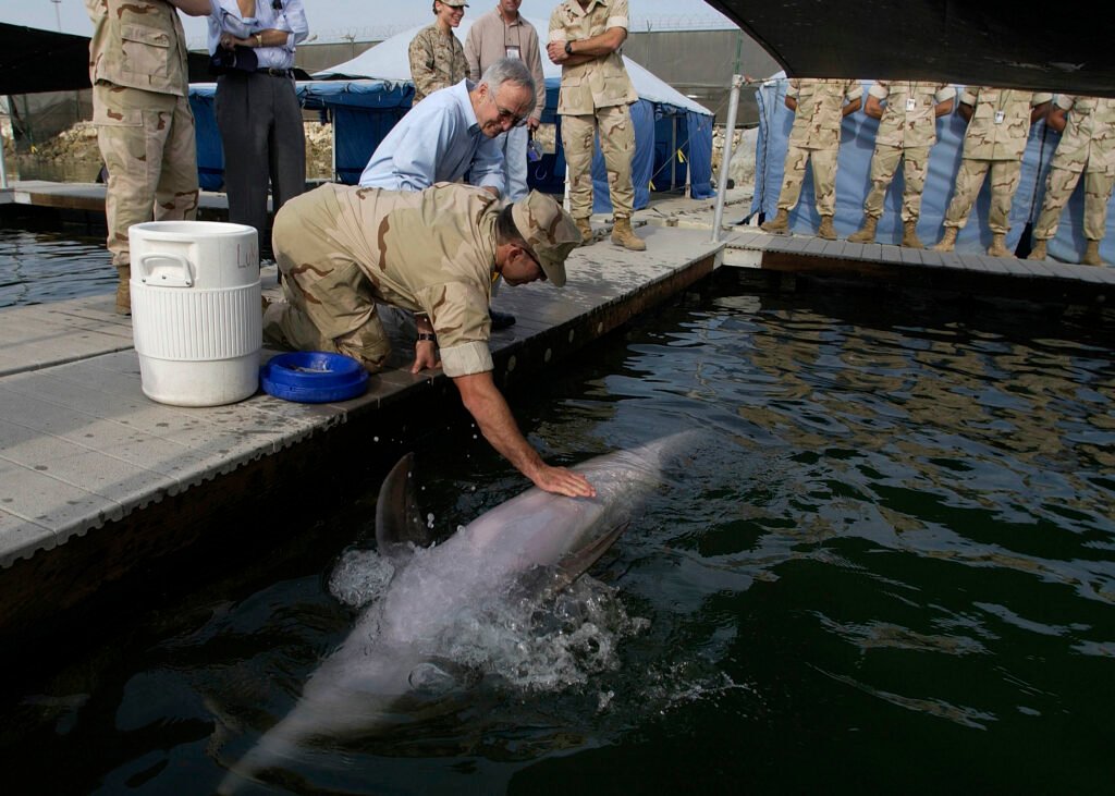 Threats to Dolphin Societies